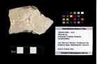 Foto (Objekt + Etikett) von Pithonoton sp.  (NHMW-GEO-1990-0041-3995)